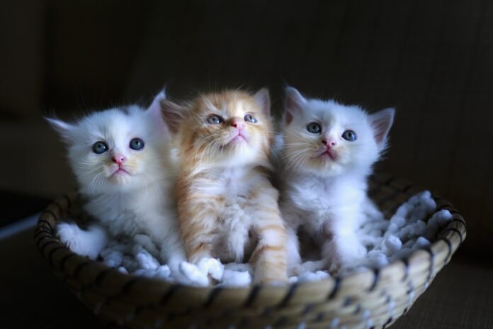 cats