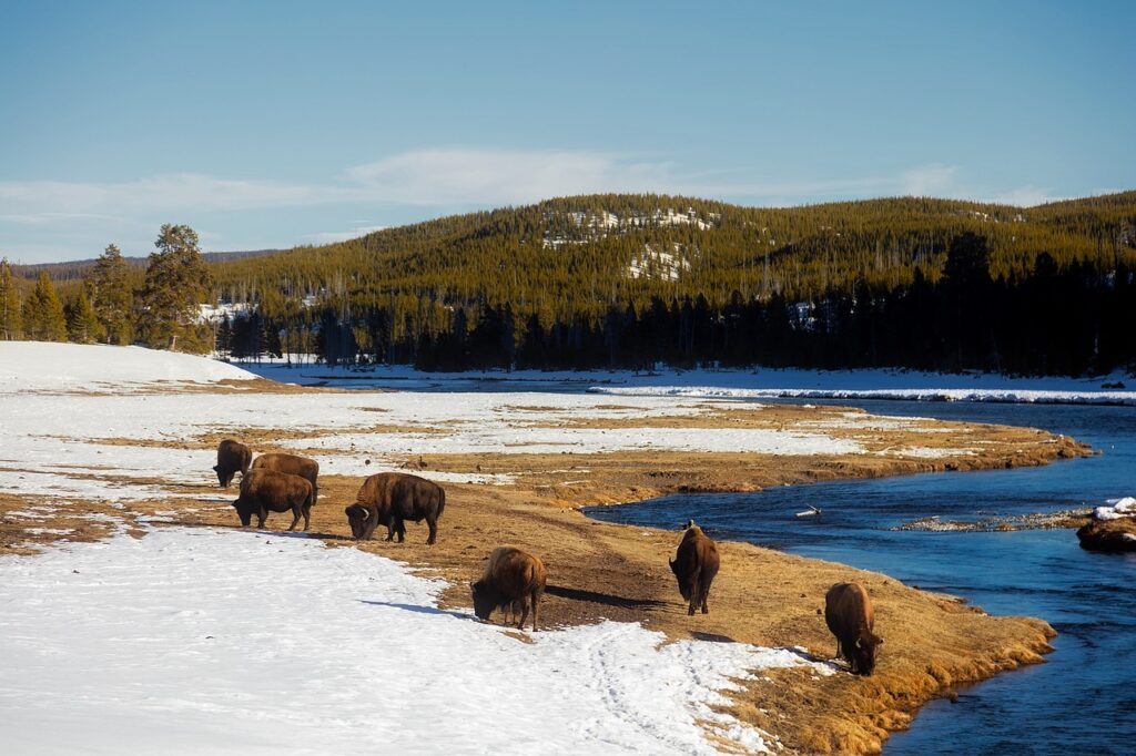 Wildlife viewing in Yellowstone National Park